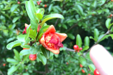 実がならなかった去年のザクロの花